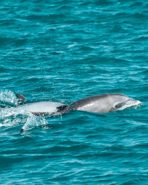 Swim with Dolphins